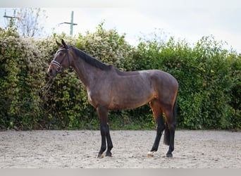 Oldenburger, Merrie, 6 Jaar, 172 cm, Donkerbruin