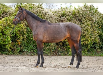 Oldenburger, Merrie, 6 Jaar, 172 cm, Donkerbruin