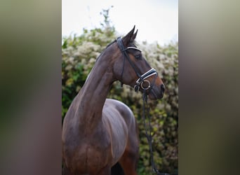 Oldenburger, Merrie, 6 Jaar, 172 cm, Donkerbruin