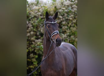 Oldenburger, Merrie, 6 Jaar, 172 cm, Donkerbruin