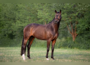 Oldenburger, Merrie, 6 Jaar, 172 cm, Donkerbruin