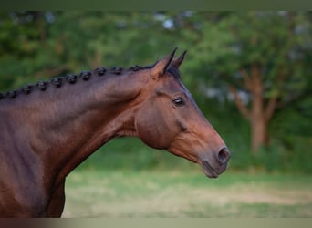 Oldenburger, Merrie, 6 Jaar, 172 cm, Donkerbruin