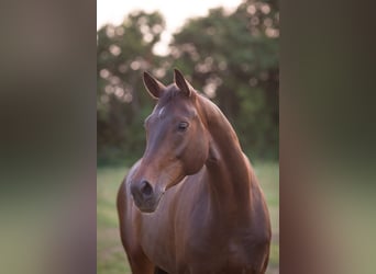 Oldenburger, Merrie, 6 Jaar, 172 cm, Donkerbruin