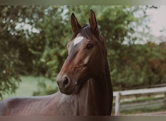 Oldenburger, Merrie, 6 Jaar, 172 cm, Donkerbruin