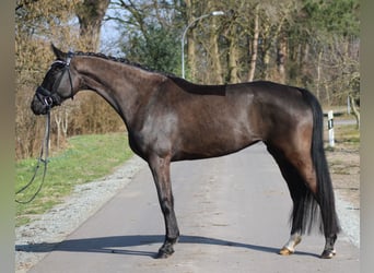 Oldenburger, Merrie, 6 Jaar, 172 cm, Zwart
