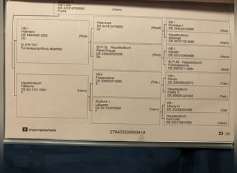 Oldenburger, Merrie, 6 Jaar, 174 cm, Lichtbruin