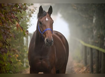 Oldenburger, Merrie, 6 Jaar, 174 cm, Lichtbruin