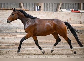 Oldenburger, Merrie, 6 Jaar, 174 cm, Roodbruin