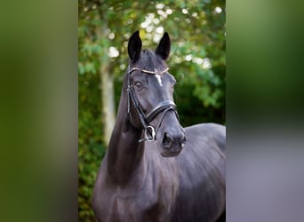 Oldenburger, Merrie, 6 Jaar, 179 cm, Zwart