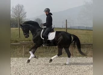 Oldenburger, Merrie, 6 Jaar, 180 cm, Zwart