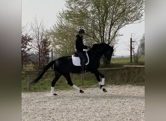 Oldenburger, Merrie, 6 Jaar, 180 cm, Zwart