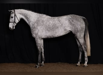 Oldenburger, Merrie, 6 Jaar, Schimmel