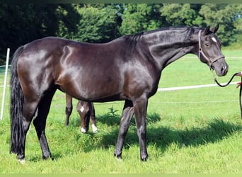 Oldenburger, Merrie, 7 Jaar, 160 cm, Zwart