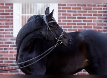 Oldenburger, Merrie, 7 Jaar, 162 cm, Zwartbruin