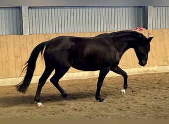 Oldenburger, Merrie, 7 Jaar, 162 cm, Zwartbruin