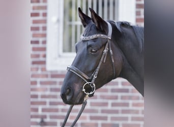Oldenburger, Merrie, 7 Jaar, 162 cm, Zwartbruin