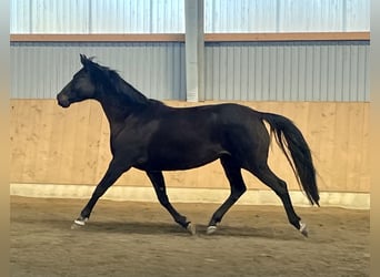 Oldenburger, Merrie, 7 Jaar, 162 cm, Zwartbruin