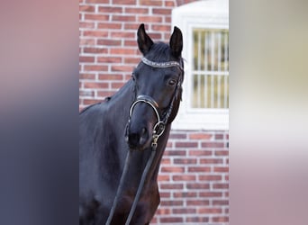Oldenburger, Merrie, 7 Jaar, 162 cm, Zwartbruin