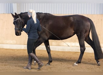 Oldenburger, Merrie, 7 Jaar, 162 cm, Zwartbruin