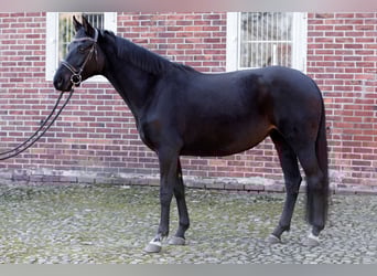 Oldenburger, Merrie, 7 Jaar, 162 cm, Zwartbruin