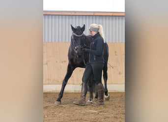 Oldenburger, Merrie, 7 Jaar, 162 cm, Zwartbruin