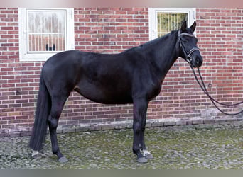 Oldenburger, Merrie, 7 Jaar, 162 cm, Zwartbruin