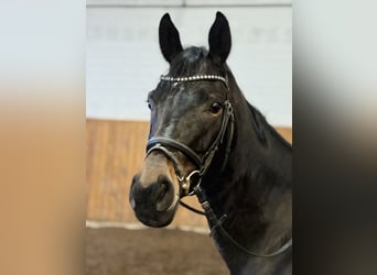 Oldenburger, Merrie, 7 Jaar, 163 cm, Bruin