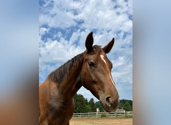 Oldenburger, Merrie, 7 Jaar, 163 cm, Donkere-vos