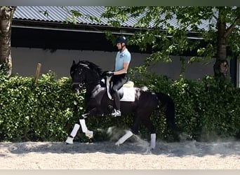 Oldenburger, Merrie, 7 Jaar, 164 cm, Zwart