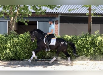 Oldenburger, Merrie, 7 Jaar, 164 cm, Zwart