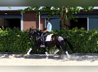 Oldenburger, Merrie, 7 Jaar, 164 cm, Zwart
