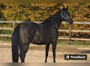 Oldenburger, Merrie, 7 Jaar, 164 cm, Zwartbruin