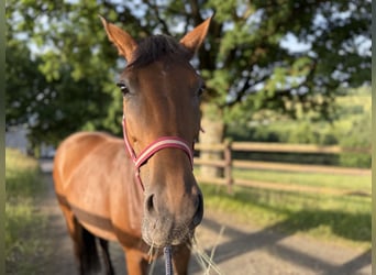 Oldenburger, Merrie, 7 Jaar, 165 cm, Bruin