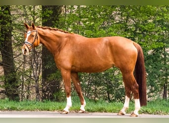 Oldenburger, Merrie, 7 Jaar, 165 cm, Vos