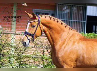 Oldenburger, Merrie, 7 Jaar, 165 cm, Vos