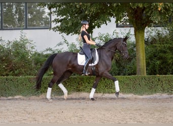 Oldenburger, Merrie, 7 Jaar, 165 cm, Zwart