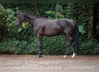 Oldenburger, Merrie, 7 Jaar, 165 cm, Zwart