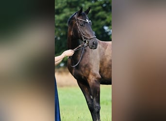 Oldenburger, Merrie, 7 Jaar, 165 cm, Zwart