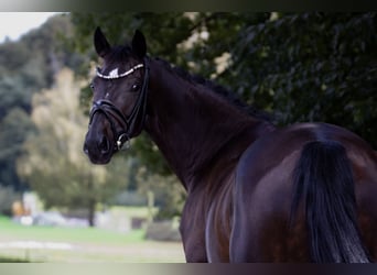 Oldenburger, Merrie, 7 Jaar, 165 cm, Zwartbruin