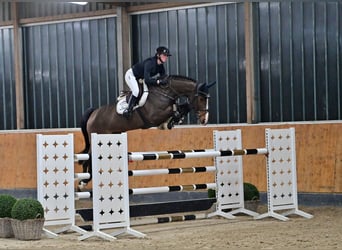 Oldenburger, Merrie, 7 Jaar, 166 cm, Bruin