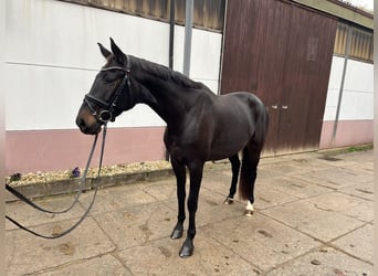 Oldenburger, Merrie, 7 Jaar, 166 cm, Donkerbruin