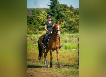 Oldenburger, Merrie, 7 Jaar, 166 cm, Donkere-vos