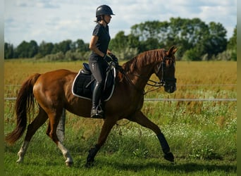 Oldenburger, Merrie, 7 Jaar, 166 cm, Donkere-vos