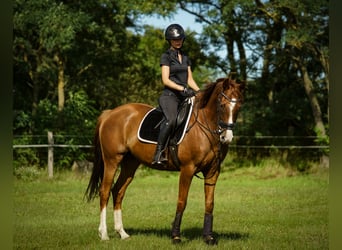 Oldenburger, Merrie, 7 Jaar, 166 cm, Donkere-vos