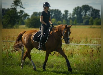 Oldenburger, Merrie, 7 Jaar, 166 cm, Donkere-vos