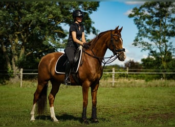 Oldenburger, Merrie, 7 Jaar, 166 cm, Donkere-vos