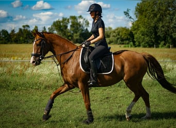 Oldenburger, Merrie, 7 Jaar, 166 cm, Donkere-vos