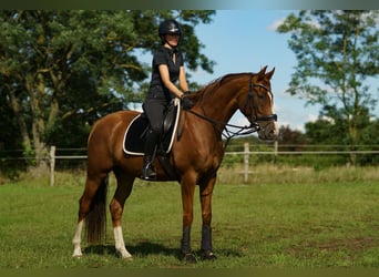 Oldenburger, Merrie, 7 Jaar, 166 cm, Donkere-vos