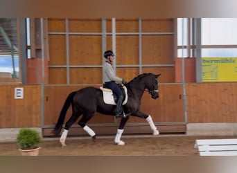 Oldenburger, Merrie, 7 Jaar, 166 cm, Zwart