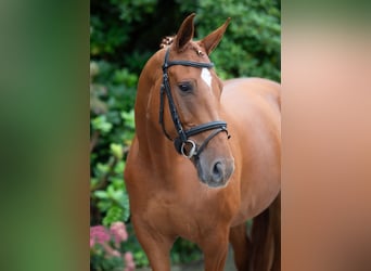 Oldenburger, Merrie, 7 Jaar, 167 cm, Vos